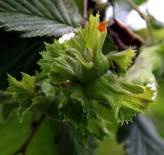 Giresun'un Fındık Rekoltesi 107 Bin Ton