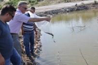 Manisa'da 57 Bin Pullu Sazan Balığı İç Sulara Salındı