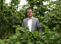 Ordu'da Tahmini Fındık Rekoltesi 209 Bin Ton