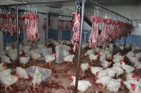 Şanlıurfa'da 2,5 Ton Tavuk Eti İmha Edildi