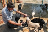 YAVRU KÖPEKLER - Sıcaktan Bunalan Köpeklere Önce Dondurma Sonra Duş