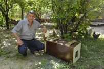 KUYRUK YAĞI - Tavuklarını Telef Eden Sansarı Yetkililere Teslim Etti