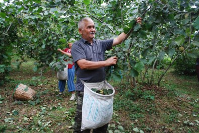 Ordu'da Fındık Hasadı