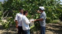 İLAÇ KALINTISI - Aydın'da İncir Bahçelerinde Pestisid Kontrolü Yapıldı