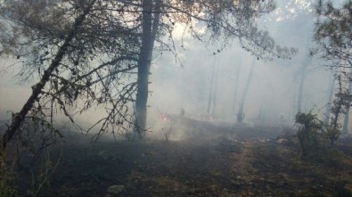 Bilecik İnhisar'da Orman Yangını