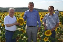 PRİM ÖDEMESİ - Gıda, Tarım Ve Hayvancılık Bakanlığı Trakya'daki Ayçiçek Arazilerini İnceledi