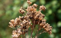 Muğla'da Kekik Ve Ada Çayında Hasat