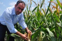 KOOPERATİFÇİLİK - Tümer Açıklaması 'Mısır Taban Fiyatı Açıklanmalı'