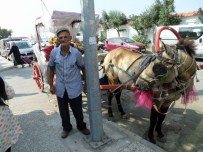 FAYTON - Mudanya Sahilinde Fayton Sefası