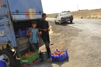 ÜÇKUYU - Siverekli Çiftçi, Ürününü Tarla Başında Satıyor