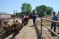 KAÇAK HAYVAN - Tekirdağ'da 40 Kaçak Dana Yakalandı