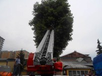 RİZE BELEDİYESİ - Bu Kez Ağaçta Mahsur Kalan İşçiyi Kurtardılar