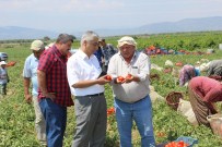 ERDOĞAN KANYıLMAZ - Domates Üreticileri Düşük Fiyattan Şikayetçi