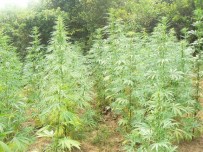 Kocaeli'de 4 Bin 970 Kök Kenevir, 3 Kilo 250 Gram Esrar Ele Geçirildi