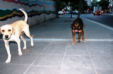 Tekirdağ'da Sahipsiz Köpekler Vatandaşları Korkutuyor