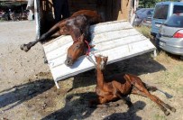 YARIŞ ATI - Yaralı Atlardan İnsanlık Dersi