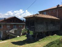 KURU BAKLİYAT - Karadenizli Serenderden Vazgeçmedi