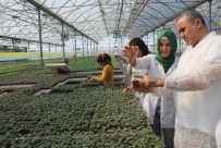 DEMRE - Kumluca'da Örtü Altı Sebze Üretimi İçin Fide Üretimi Başladı