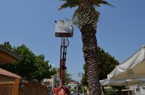 YALÇıN KAYA - Selçuk'ta Yavru Kumru Seferberliği