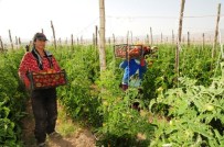 SEBZE ÜRETİMİ - Van'da Sebze Üretimi
