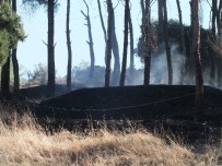 Yerleşim Alanı Yakında Çıkan Yangın Korkuttu