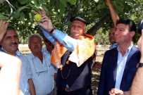 ÜMMET AKIN - Başkan Akın, İncir Üreticisine Bereketli Bir Sezon Diledi