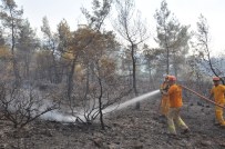 Köyceğiz'de 50 Hektar Orman Kül Oldu