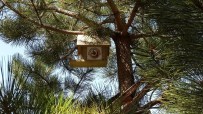 KUŞ YUVASI - Ulaş'ta Kuşlar İçin Ağaçlara Yuva Yerleştirildi