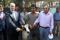 Amasya'da Damızlık Koç Dağıtımı Töreni Yapıldı