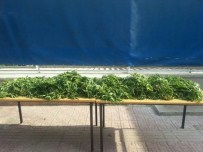 ZEYTINOVA - Bayındır'da 12 Kilo Esrar Ele Geçirildi