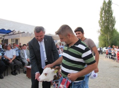 Hisarcık'ta 'En Güzel Buzağı' Yarışması