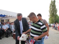 DıŞ GÖRÜNÜŞ - Hisarcık'ta 'En Güzel Buzağı' Yarışması