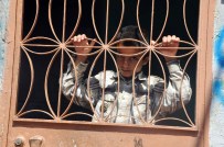 Kaçmasın Diye Kapıları Kitliyorum !