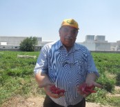 420 Çeşit Biberden Melezleme Yaparak Yeni Bir Tür Üretti