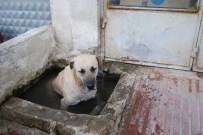 Sıcaktan Bunalan Köpek Çeşme Yalağında Serinledi