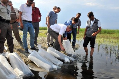 Akşehir Gölü'ne 25 Bin Yavru Balık Bırakıldı