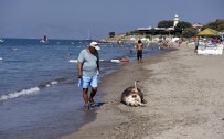 AKYARLAR - Bodrum'da Sahile Ölü Yunus Vurdu