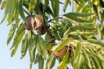 Ceyhan'da Badem Hasadı Başladı