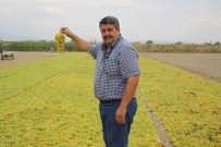 Saruhanlı'da Üzüm Rekoltesindeki Düşüş