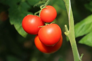 Sivas'ta Seralarda Sebze Hasadı Başladı