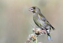 JEOLOJI - Tlos Antik Kenti'nin Tarihi Kitaplaştı