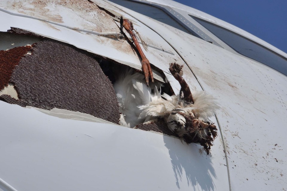 Uçak leylek sürüsüne çarpınca acil iniş yaptı