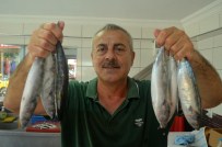 OLTA - 'Denizin Kralı' Balıkçıların Yüzünü Güldürdü