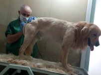 Kayıp Köpek 'Hektor'u Bulana Para Verecek