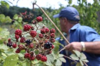 İĞNEADA - Kırklareli'de Vatandaşlar Böğürtlen Toplamaya Başladı