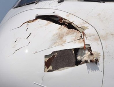 Uçak leylek sürüsüne çarpınca acil iniş yaptı