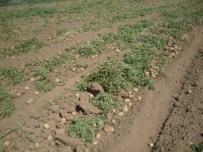 CASABLANCA - Tohumluk Patateslerin Hasadına Başlandı