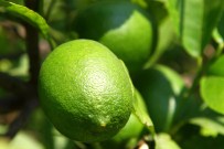 TARıM İŞLETMELERI GENEL MÜDÜRLÜĞÜ - Dalında Kilogramı 90 Kuruş, Markette Tanesi 1 Lira