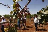 Fıstık Bir Ay Erken Toplanabilecek