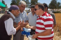 EDIP BUDAN - Kahramanmaraş'ta Aspir Hasadı